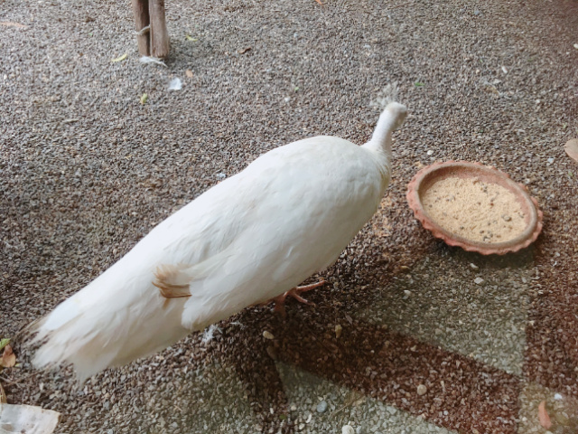 f:id:pukuko15:20180306013639j:plain f:id:pukuko15:20180306013639j:plain